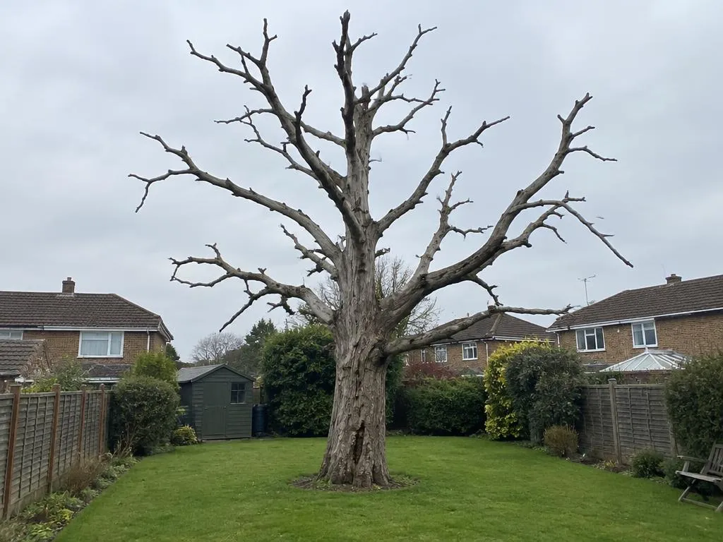 Gros arbre mort dans un jardin du Val-d'Oise avant abattage